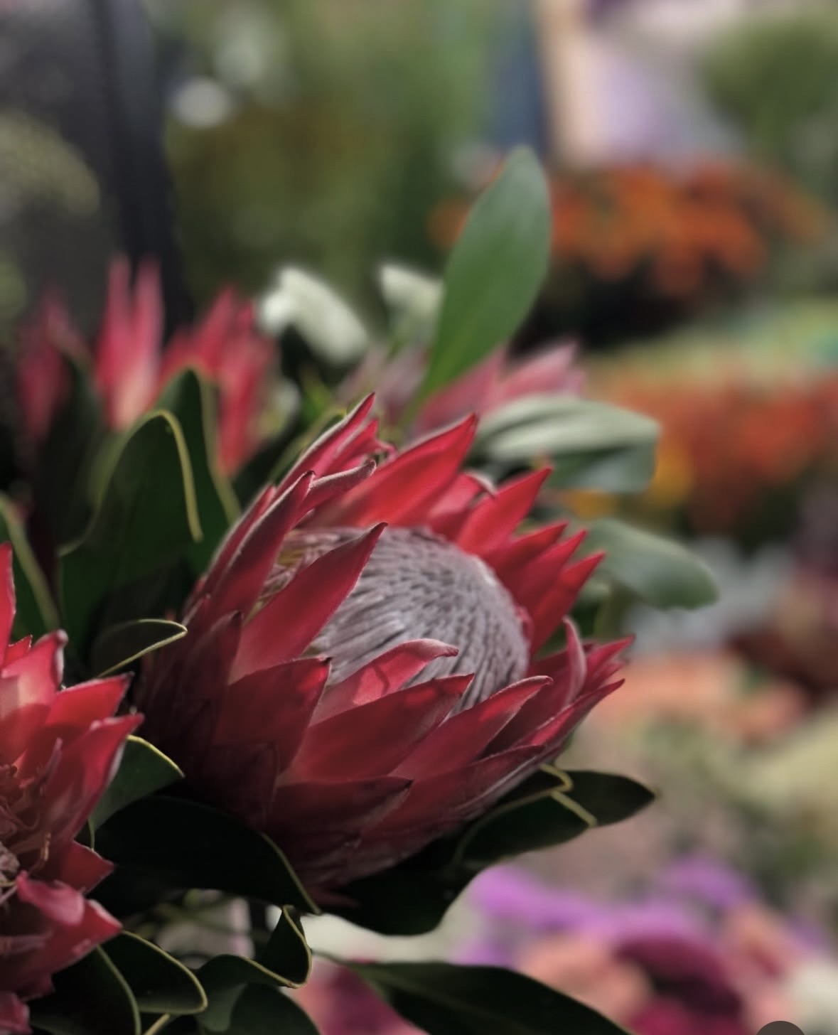 Blumen und Sträuße